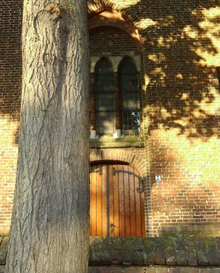 Lindeboom voor de voormalige ingang van de St. Jan – © Stichting Biodiversiteit Goirle-Riel”